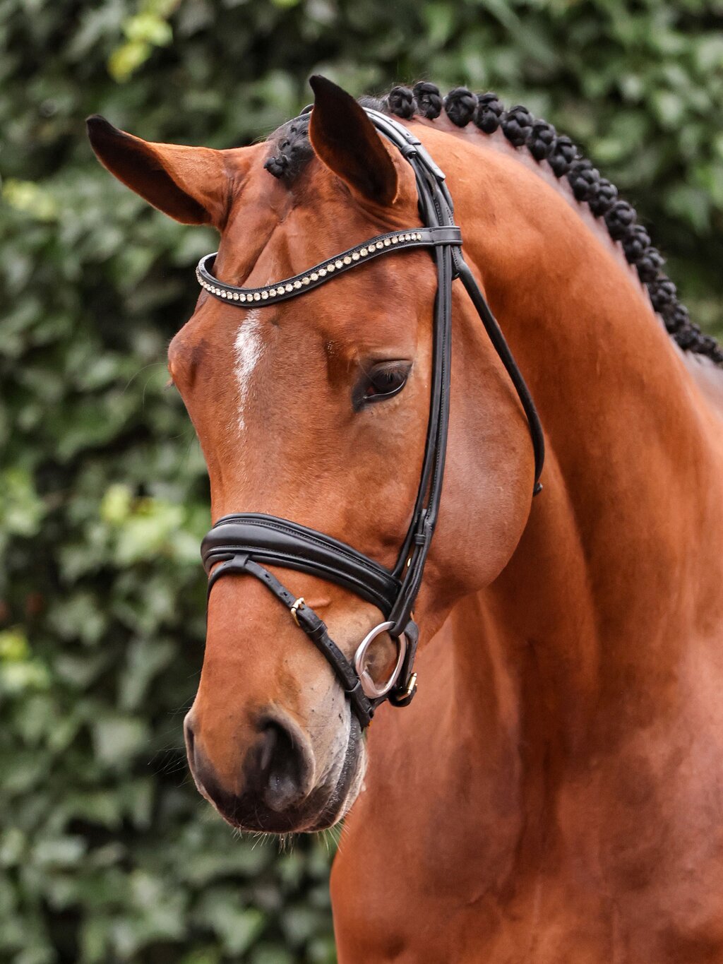 Easy Jet - Willkommen auf der Hengststation Sosath | Hof Sosath